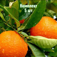 Комплект 5шт / Апельсин Короле..