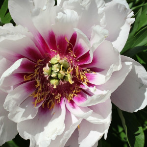 Саженцы Пион Кора Луиз (Cora Louise) - Б