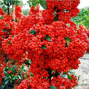 Саженцы Комплект 5шт / Пираканта Ред колумн